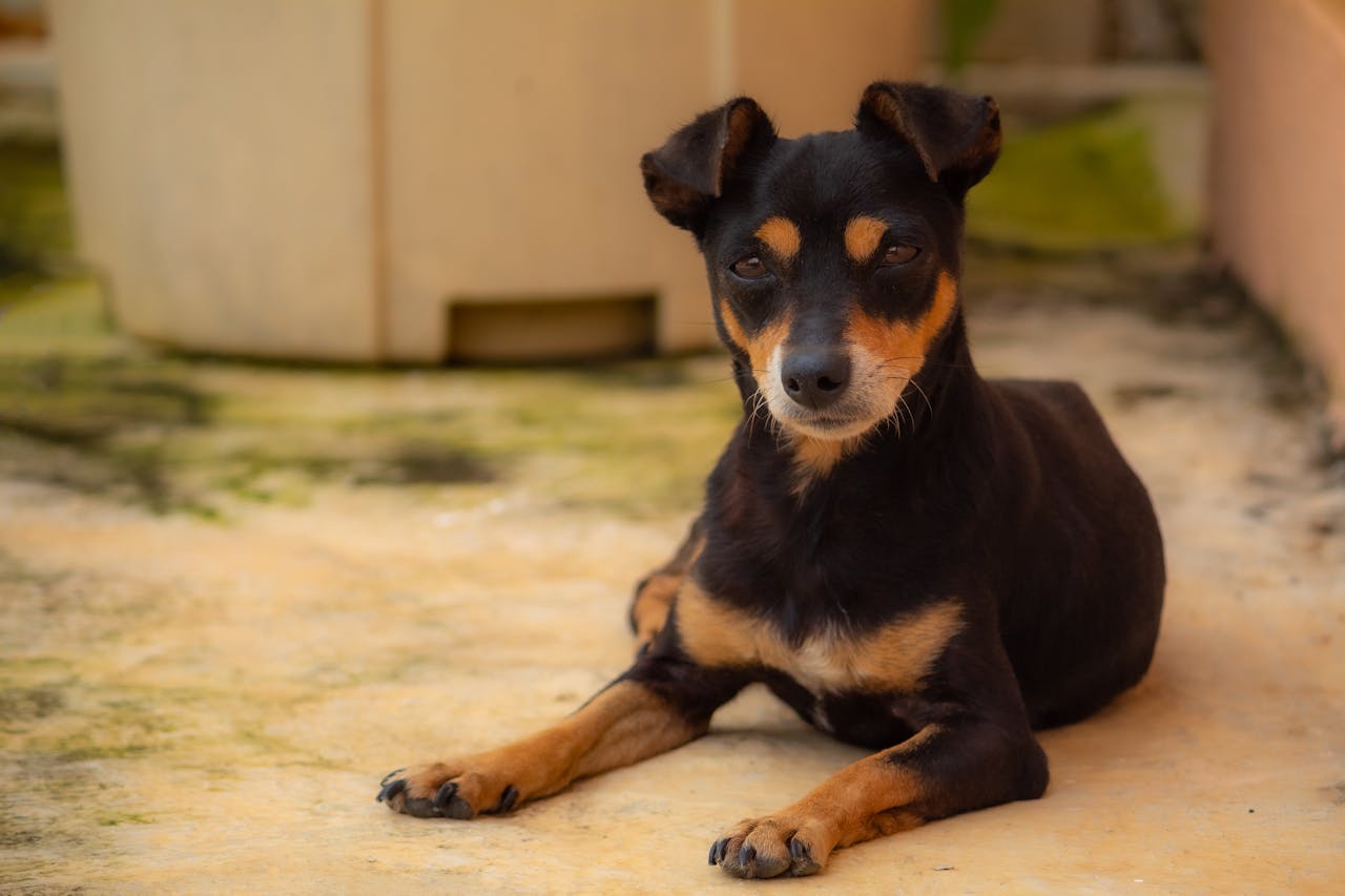 Chiot observant son environnement calmement