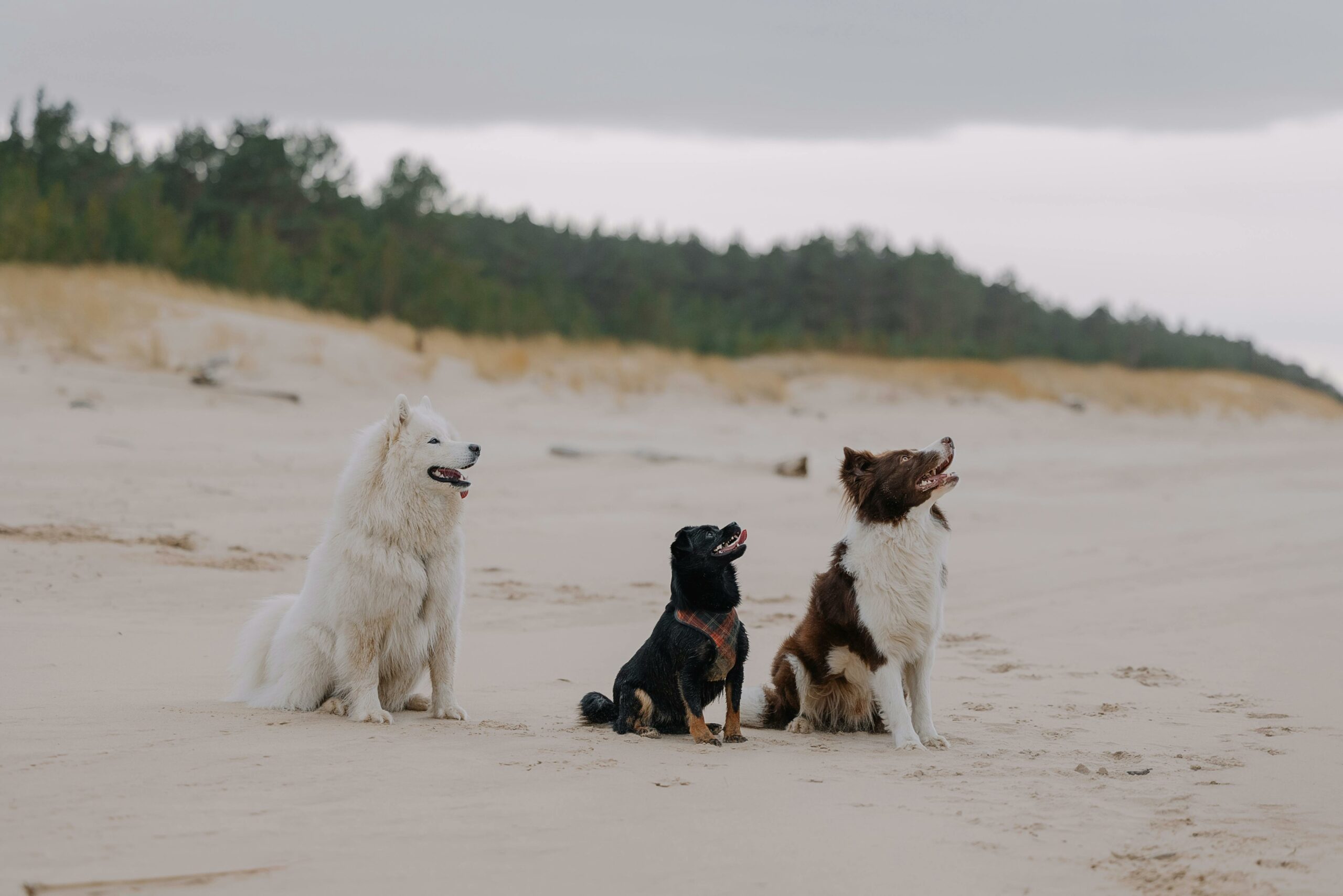 Three dogs sitting on a sandy beach looking content and playful. Ideal for pet and nature themed content.