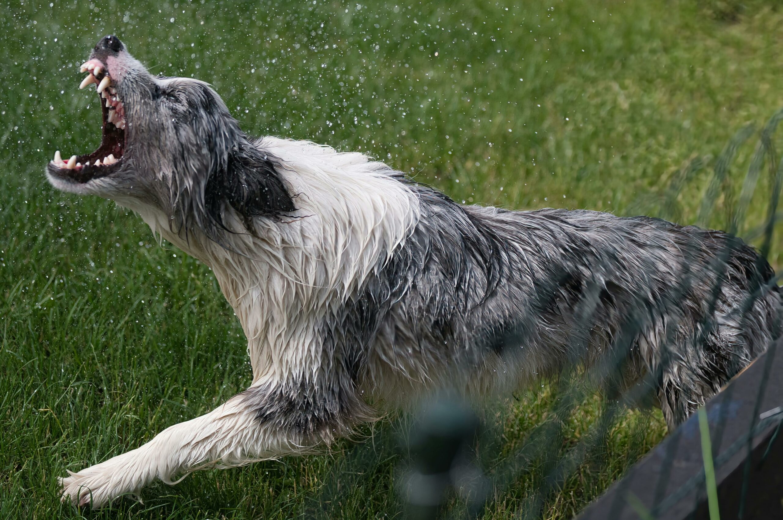 A joyful border collie shakes off water in a vibrant outdoor setting.