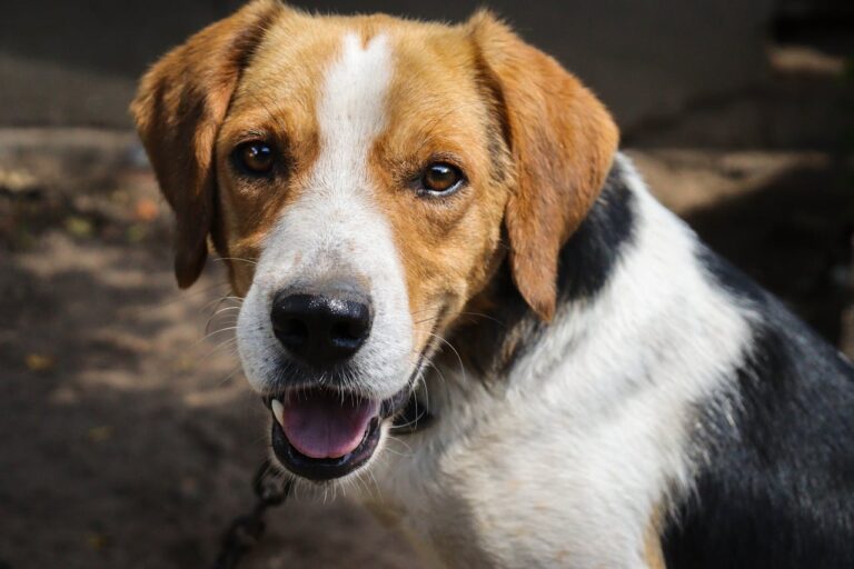 Comportementaliste canin à Rennes