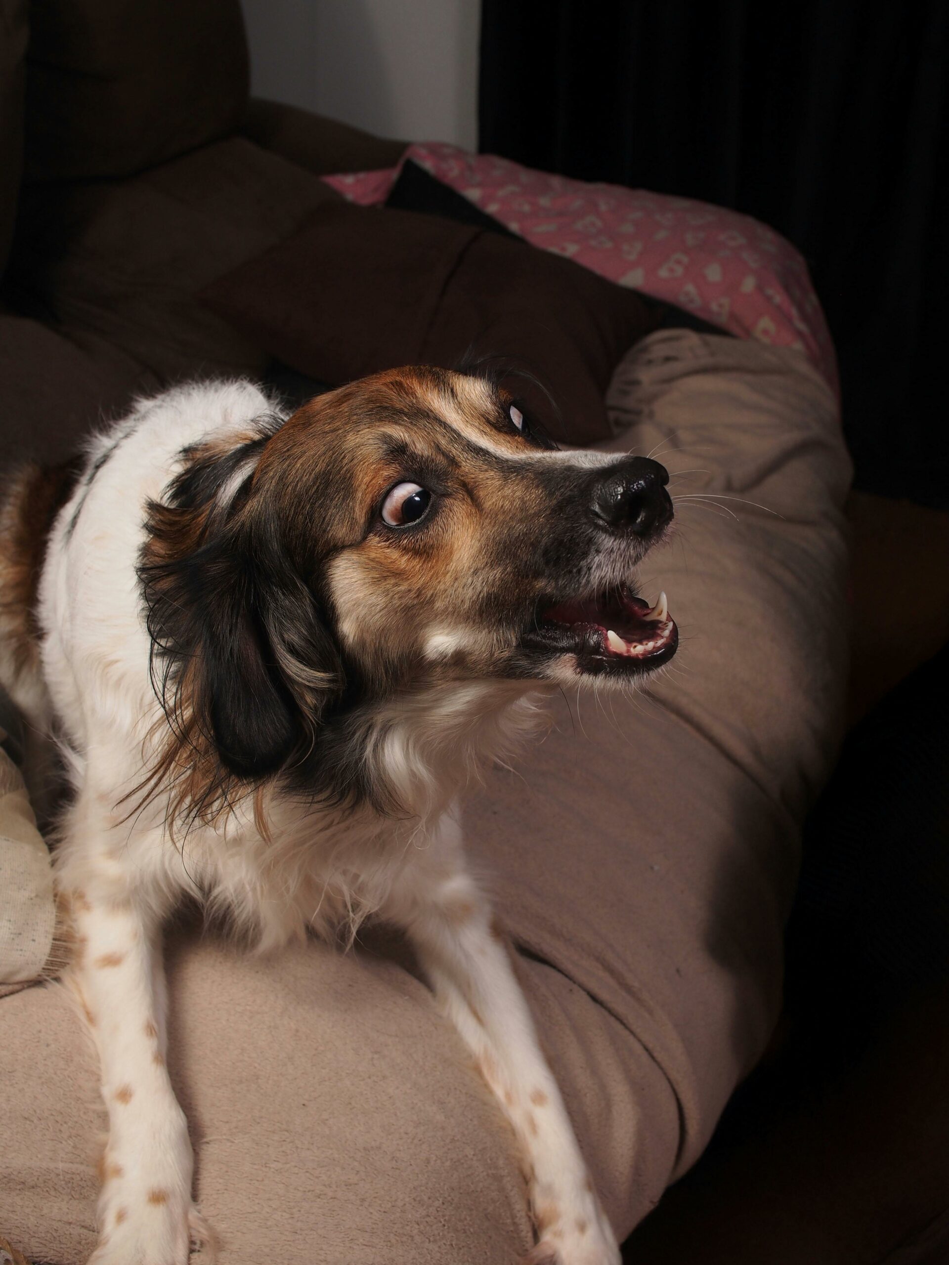 Chien sensible accompagné avec bienveillance