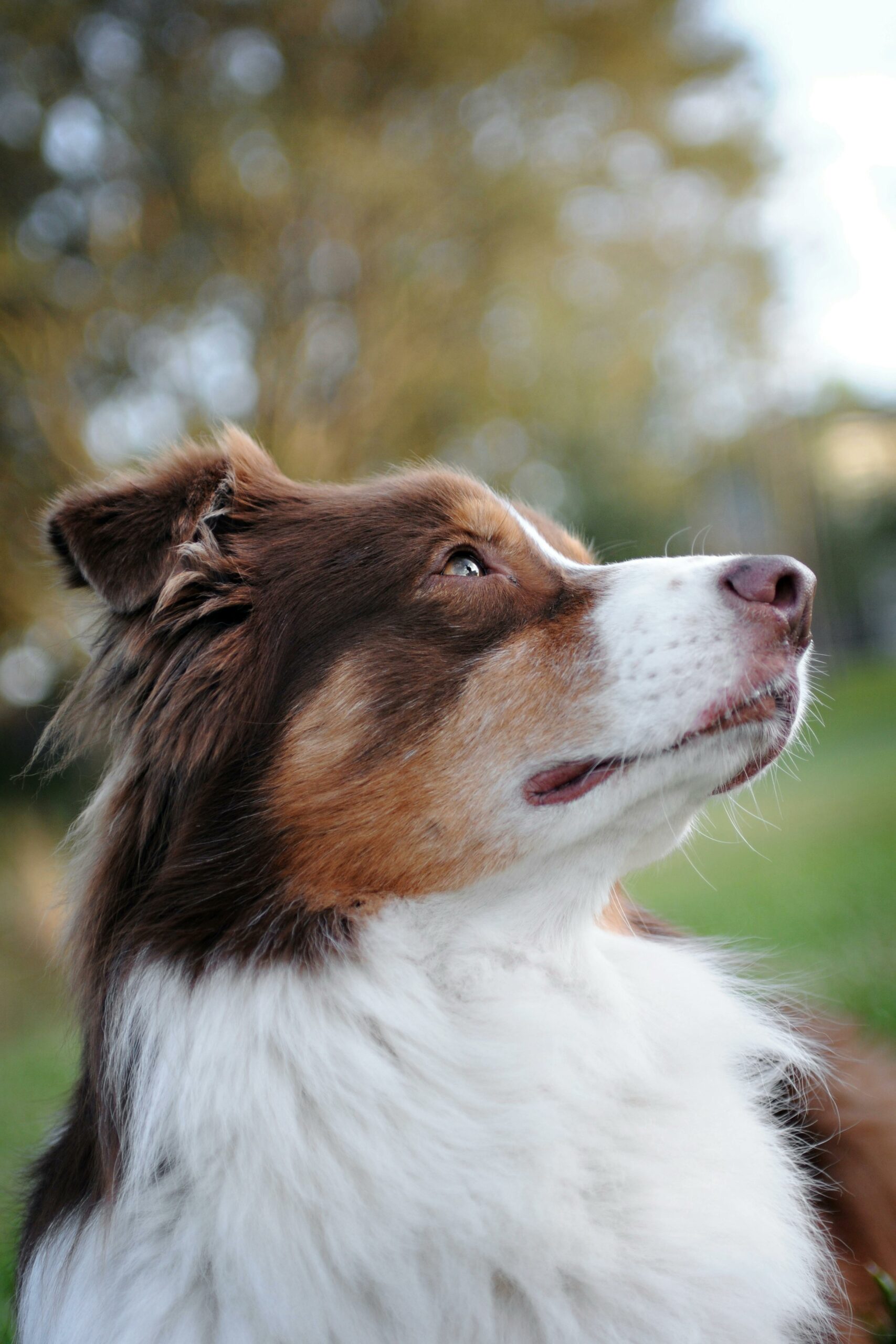 A close-up portrait of a brown and white Border Collie looking into the distance outdoors.