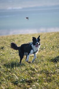 Chien réactif Rennes