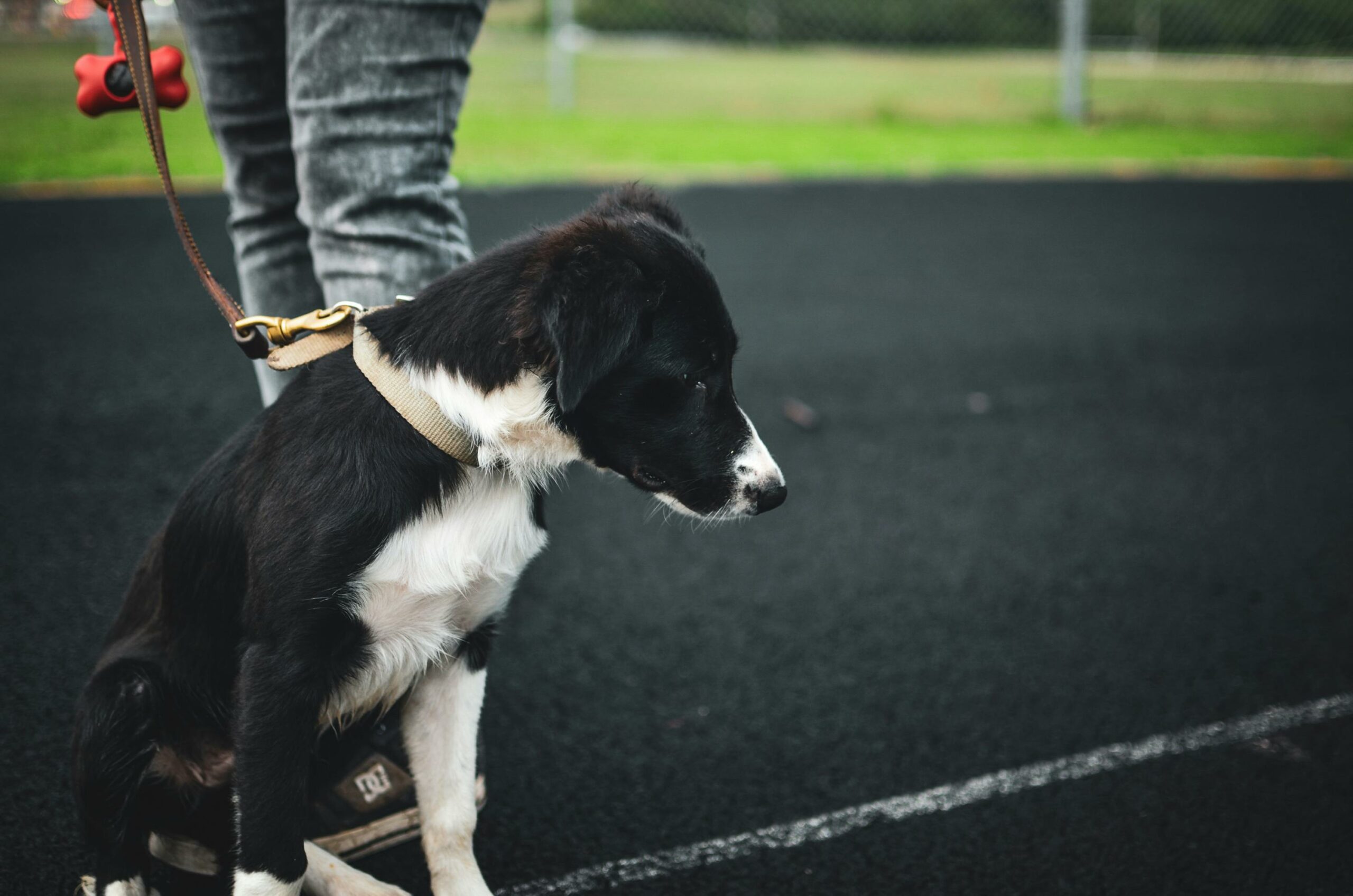 Young Border Collie dog on a leash, sitting outdoors on a dark track.