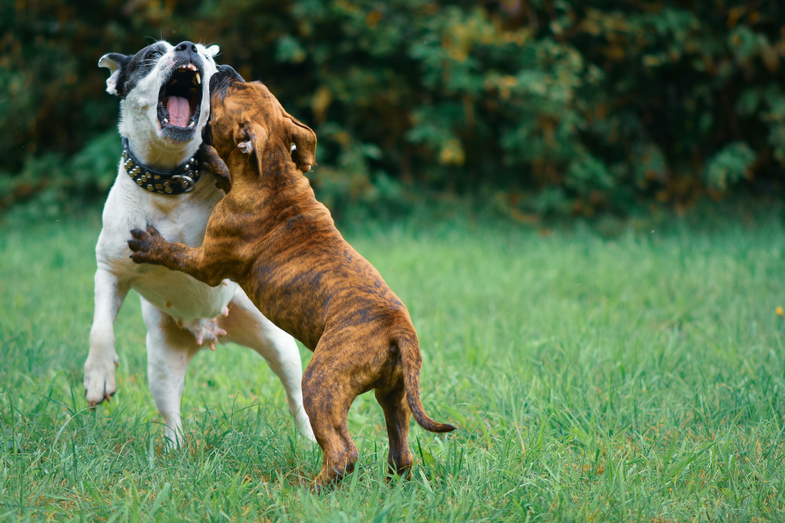 Chien réactif à Rennes