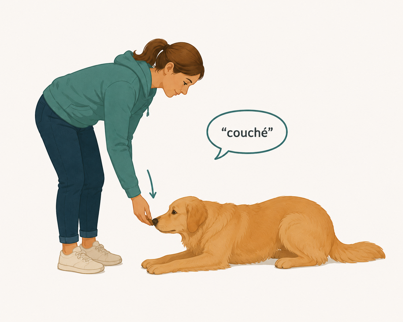 Étape 2 - guider le chien vers la position couchée