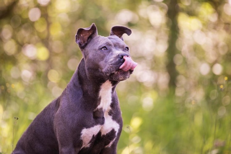 Chien montrant des signaux de communication