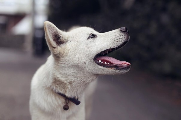 Chien exprimant un signal d’apaisement
