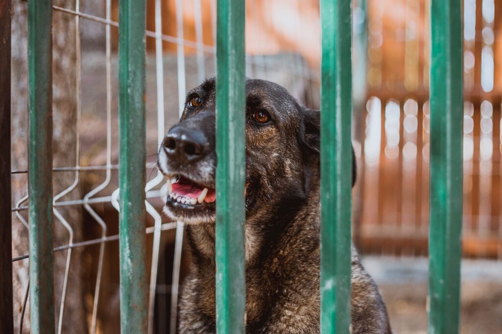 Les abandons de chiens en France : comprendre les chiffres et les enjeux