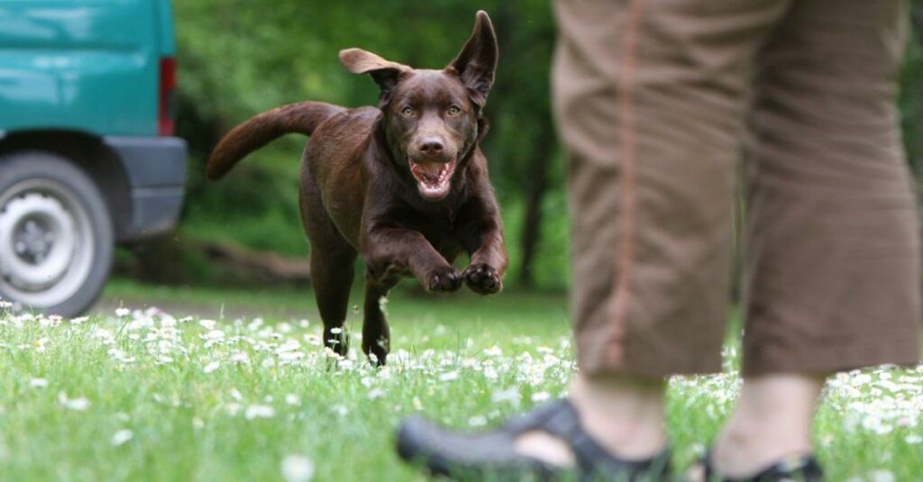 Pack rappel chien