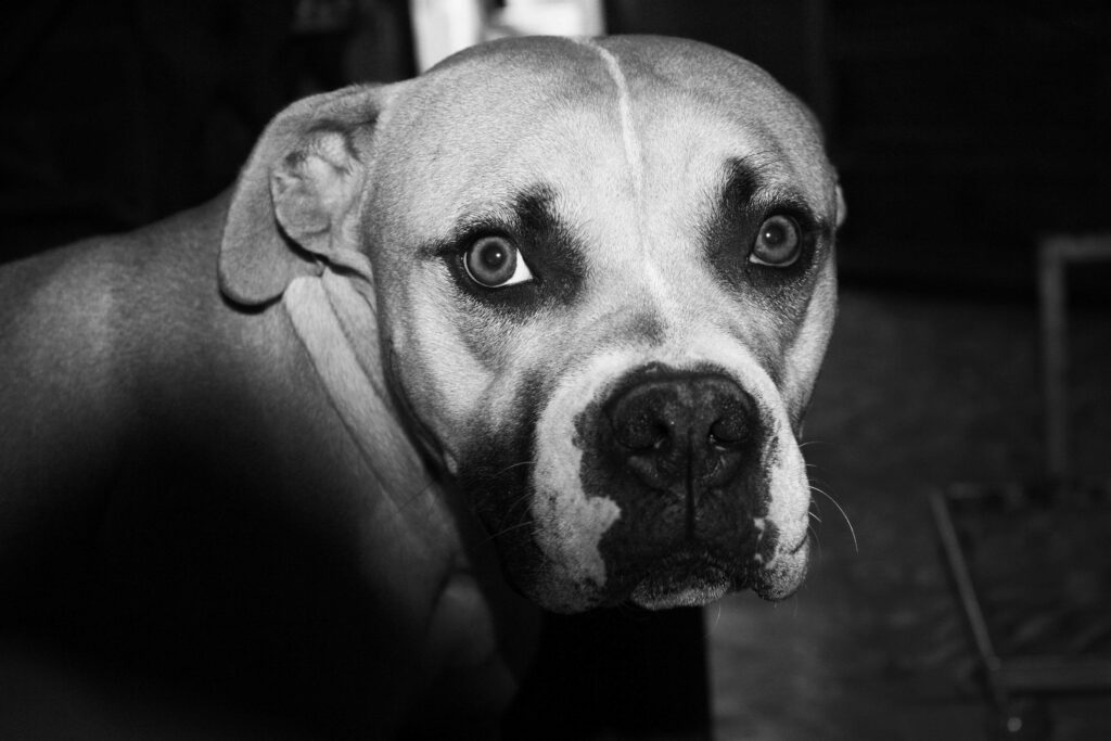 Faut-il vraiment “dominer” son chien ?