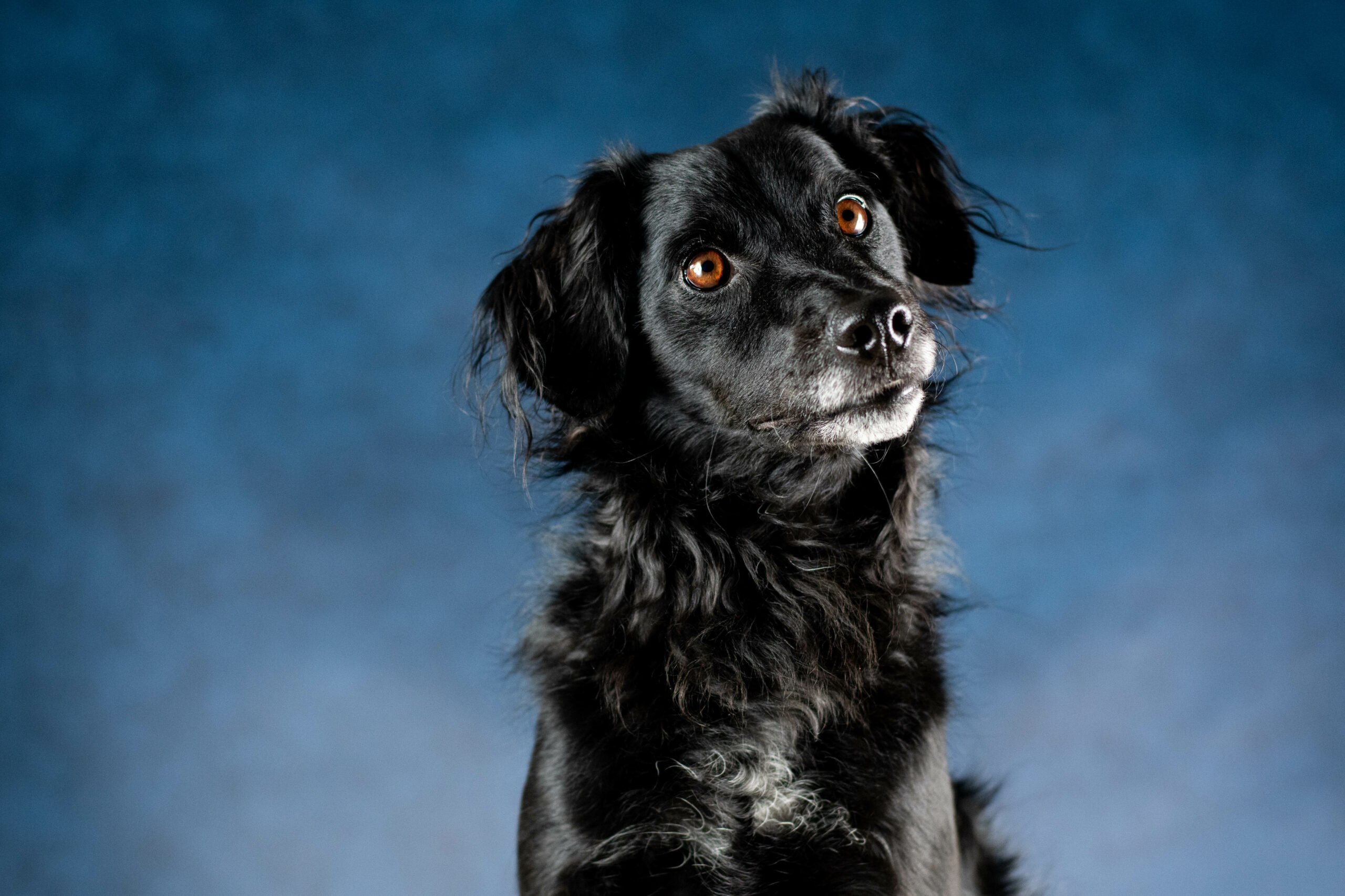 Olaf, chien partenaire d'Harmonie Canine BZH