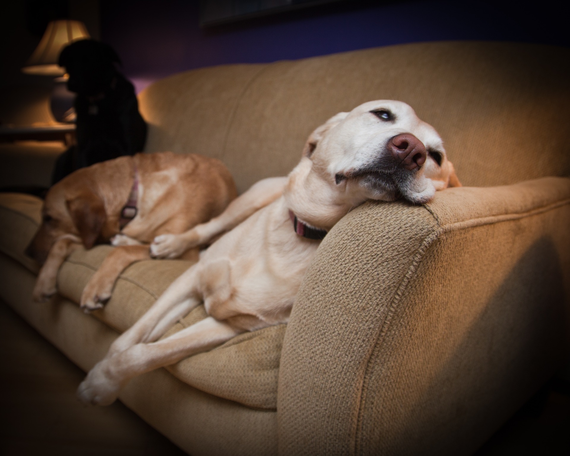 Visite à domicile pour chien à Corps-Nuds