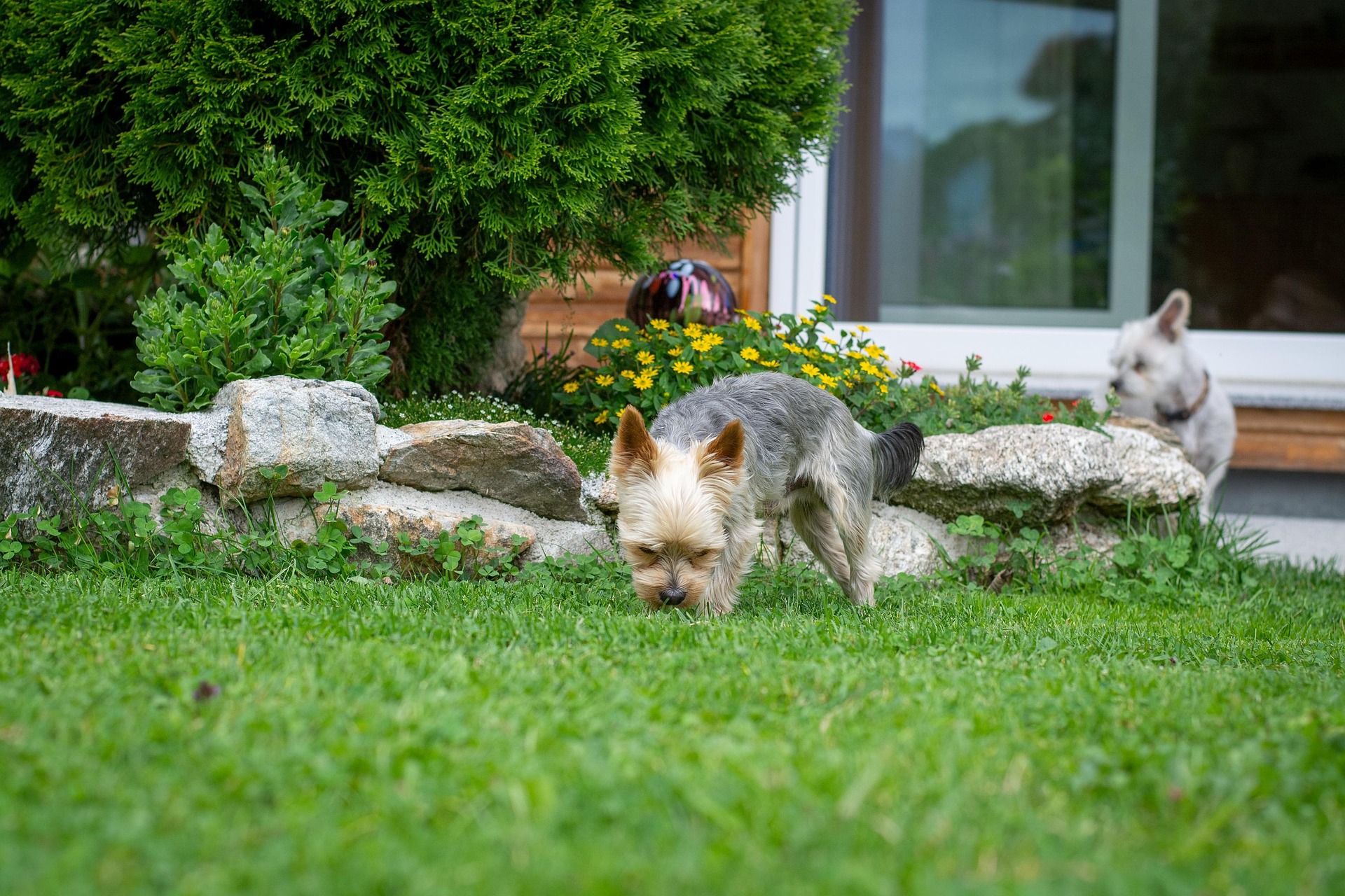 Balade enrichie pour chien à Corps-Nuds