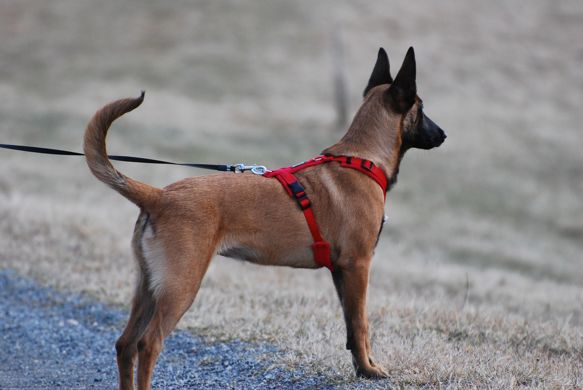 Chien matériel prédation