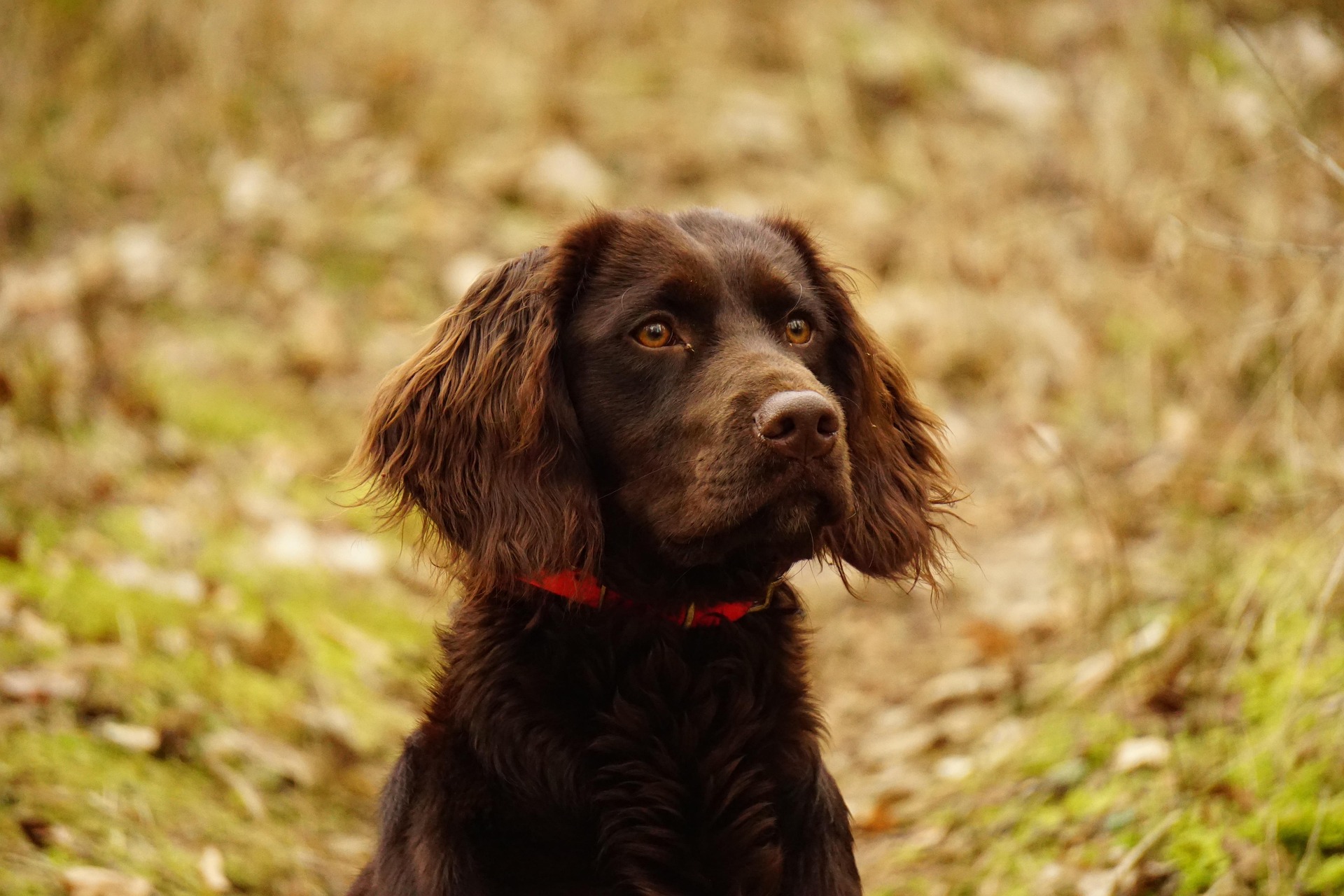 Chien prédation animaux