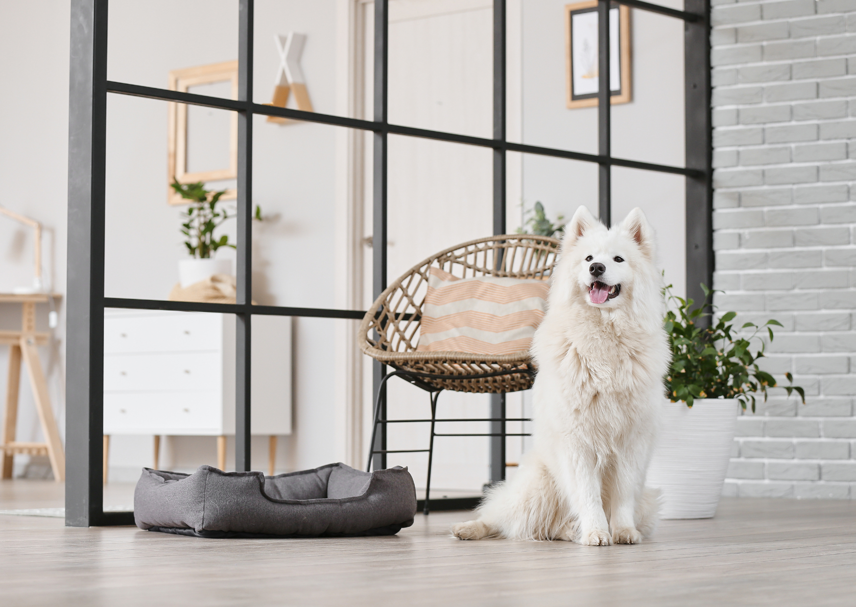 Apprendre à son chien à rester calme lorsque des invités arrivent