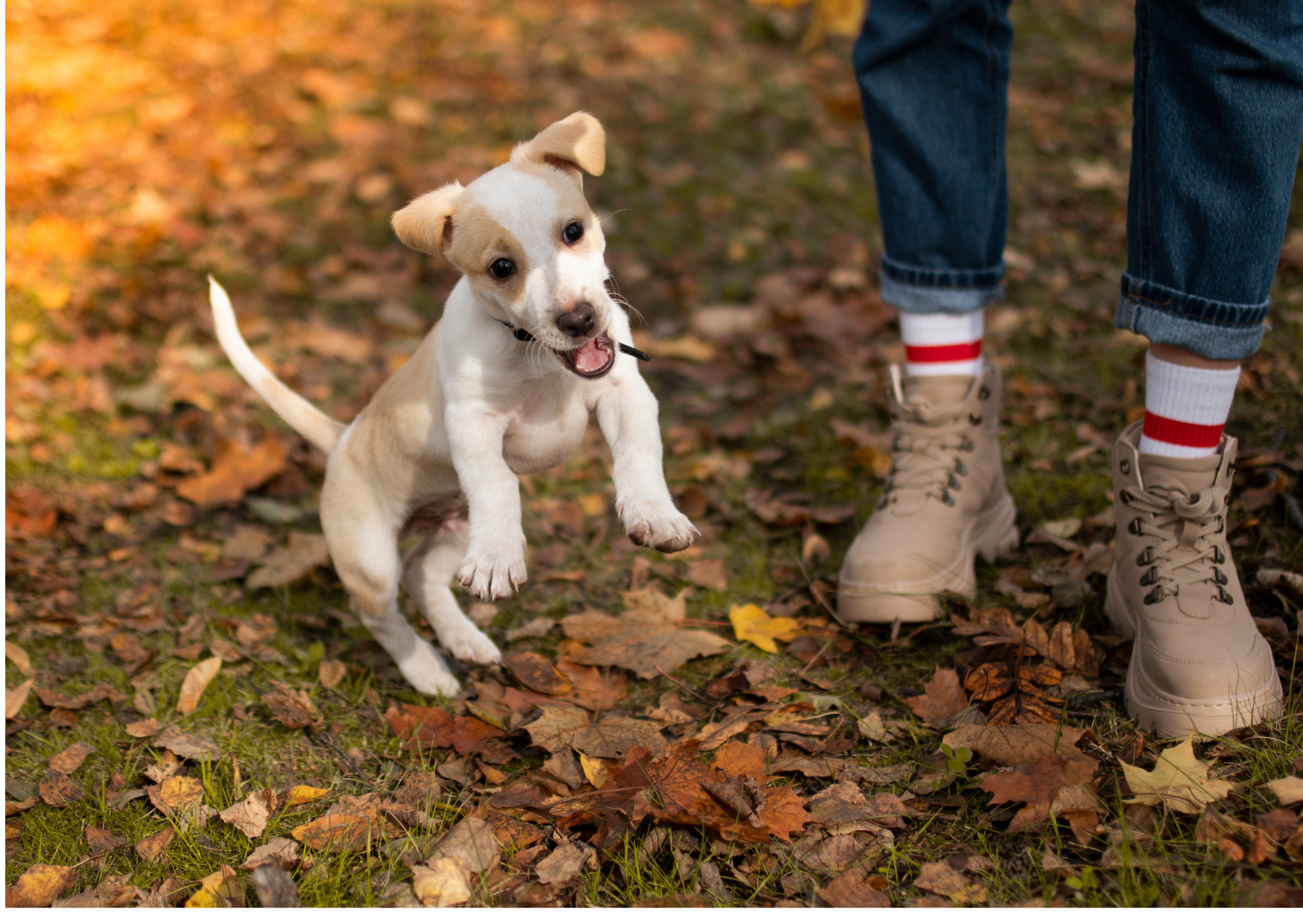 Chien qui saute sur un invité lors de son arrivée