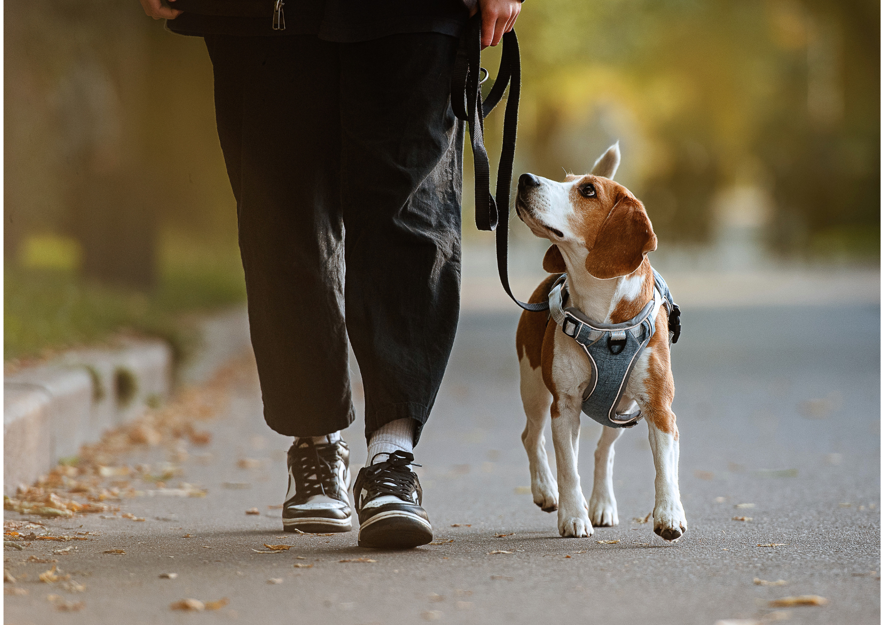 Travail à distance avec un chien réactif en promenade