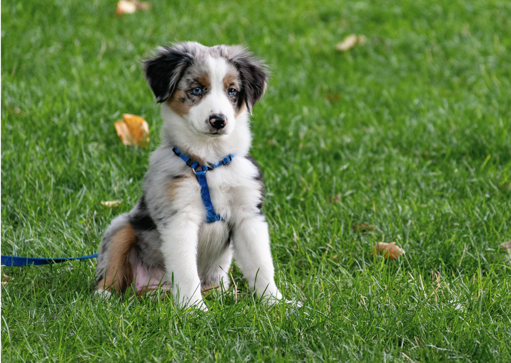Chiot accompagné lors d'une séance d'éducation canine à Rennes