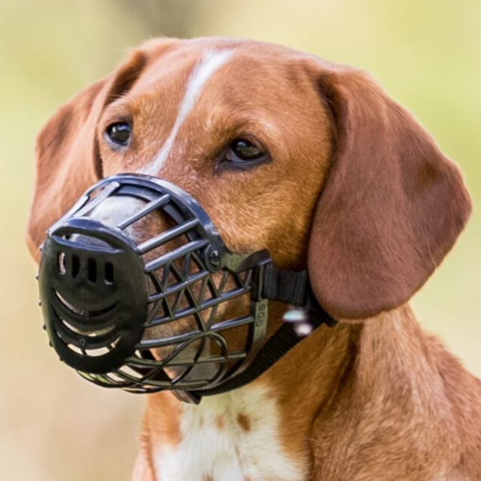 Muselière panier en plastique portée par un chien