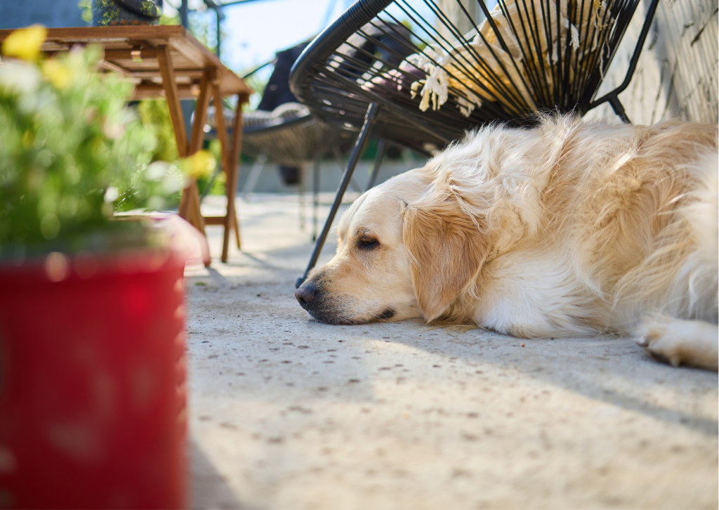 Réactivité canine Rennes