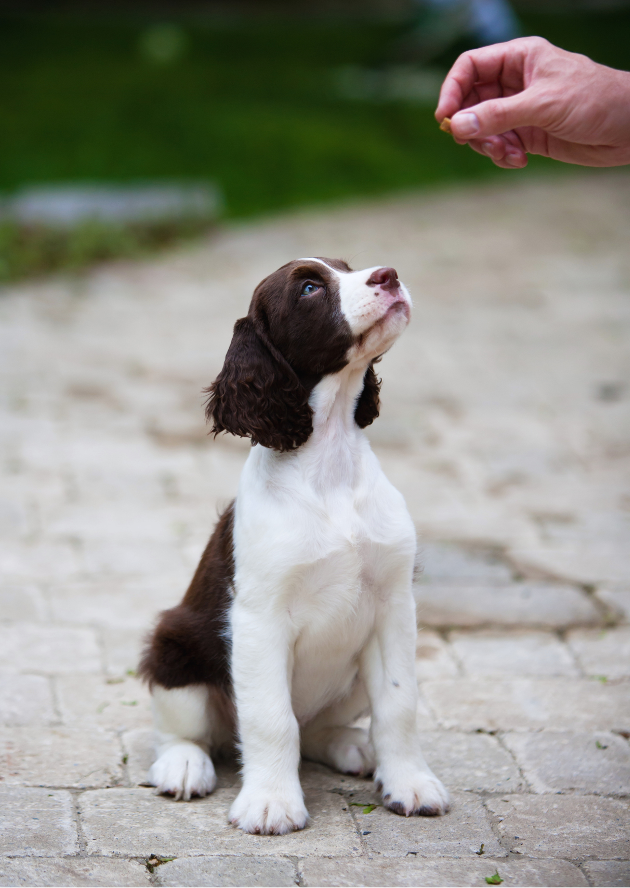 Chiot observant calmement son environnement pendant sa socialisation